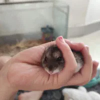 همستر مینیاتوری