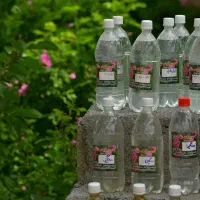 گلاب و تمام عرقیجات ارگانیک