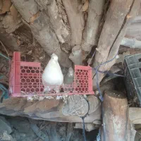 کبوتر|پرنده|لنده, |دیوار