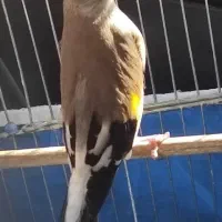 سهره