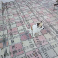 فروش‌یک‌سگ‌خانگی