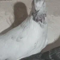 کفتر کبوتر قلدر