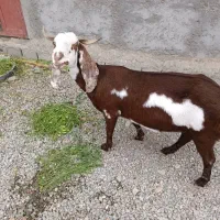 پلو|حیوانات مزرعه|بمپور, |دیوار