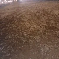 کود مرغ مادر