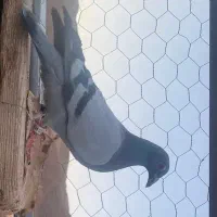 کبوترمسافتی