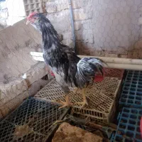 نیمچه خروس گلین