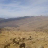 گردو درجه یک