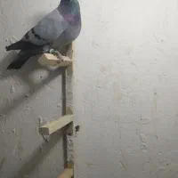 کفتر پلاکی|پرنده|زرند, |دیوار