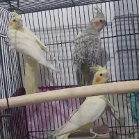 عروس هلندی