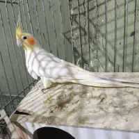 عروس هلندی