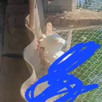 کبوتر|پرنده|سیمین شهر, |دیوار