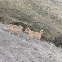 توله پاکوتاه بوبی سرابی ماده|سگ|اردبیل, |دیوار