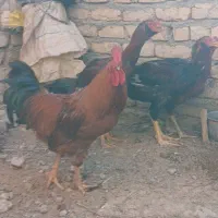 خروس لاری فروشی|حیوانات مزرعه|شیروان (خراسان), |دیوار