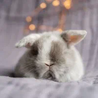 مینی لوپ تری کالر خرگوشی