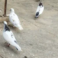 کفتر