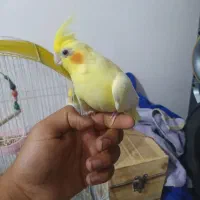 عروس هلندی سه عدد