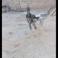 مرغ لاری اصیل|حیوانات مزرعه|نیمروز, |دیوار