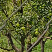 باغشهری دهنو قلندری