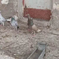 شش عدد ماده دورگ همدانی