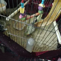 جفت عروس هلندی با یک عدد جوجه و پنج عدد تخم|پرنده|تربت‌حیدریه, حاجی یار‎|دیوار