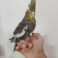 جوجه عروس هلندی