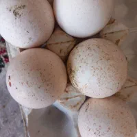 تخم بوقلمون