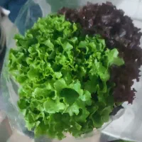 کاهو فرانسوی مرغوب با کیفیت موجود است