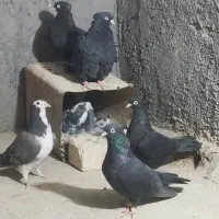 تیپ کبوتر|پرنده|باغ بهادران, |دیوار