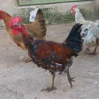 مرغ و خروس گلین