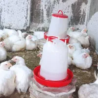 فروش مرغ گوشتی ارگانیک|حیوانات مزرعه|گمیشان, |دیوار