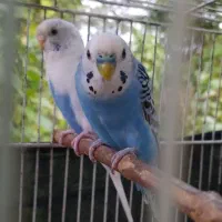 مرغ عشق|پرنده|رشت, حومه رشت|دیوار