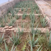 فروش بوته کامل الوورا گلخانه|گل و گیاه طبیعی|خاوران, |دیوار