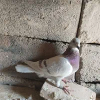 کبوتر گمشده|پرنده|هامون, |دیوار