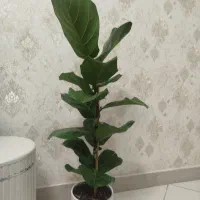 گل آپارتمانی