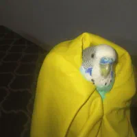 مرغ عشق نر انگلیسی