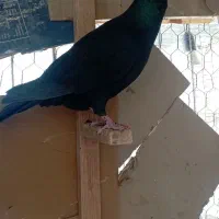 کفتر|پرنده|بم, |دیوار