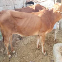 فروش گوساله دورگه پاکستانی|حیوانات مزرعه|خنج, |دیوار