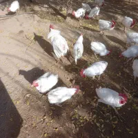 خروس سفید محلی|حیوانات مزرعه|جوین, |دیوار