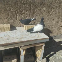 سینه سیاه|پرنده|مرودشت, بیست متری بیمارستان|دیوار