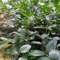 یاس کرتی|خدمات باغبانی و درختکاری|املش, |دیوار