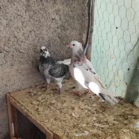 کفتر کبوتر جوجه|پرنده|هشتگرد, قاسم آباد بزرگ|دیوار