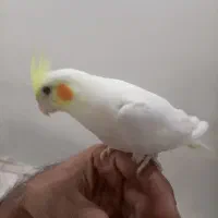 عروس هلندی نر