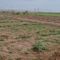 فروش باغ مزرعه شهید گنجی