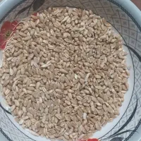 گندم سیروان