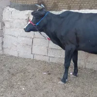 گاو جرسی وزیرش نر المانی