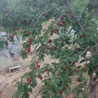 زمین-باغچه-در-آبسرد-دماوند