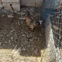 یک عدد خروس  خوشگل سرحال