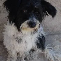 شیتزو|سگ|ابهر, |دیوار