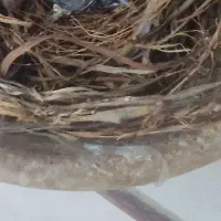 پرنده قفسی