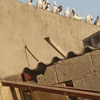 کبوتر|پرنده|آبپخش, |دیوار